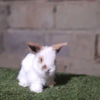 مینی لوپ|موش و خرگوش|همدان, |دیوار