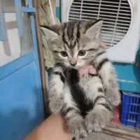 بچه گربه واگذار میشه