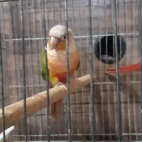 طوطی‌گرینچیک