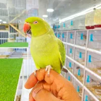 طوطی کاسکو ماکائو|پرنده|قشم, |دیوار