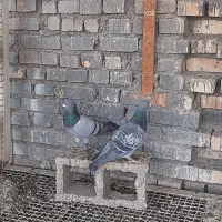 جفت عراقی فروشی|پرنده|سوسنگرد, |دیوار