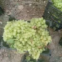 انگور عسگری|خوردنی و آشامیدنی|اصفهان, آزادگان|دیوار