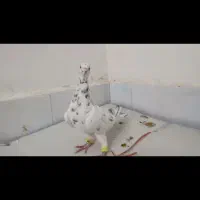 یک جفت نر عتیقه زدوخوردی ..موقعیت سبزوار قابل ارسا|پرنده|سبزوار, قصبه غربی|دیوار