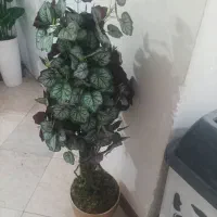 گلهای آپارتمانی|گل مصنوعی|اسلامشهر, مطهری|دیوار