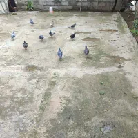 کبوتر