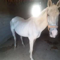 3500000|اسب و تجهیزات اسبسواری|کلاله, |دیوار