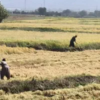 کارگر بابت کشاورزی