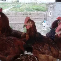 جوجه خروس محلی