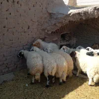 میش. بره. بز