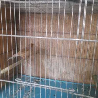 قناری|پرنده|محمدشهر, شهرک پیام (مهرالبرز)|دیوار