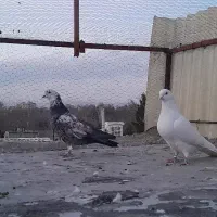 کفتر ر|پرنده|مشکین‌دشت, |دیوار