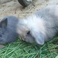 خرگوش لوپ اصل|موش و خرگوش|کاشان, کارگر|دیوار