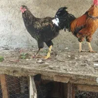 خروس و جوجه خروس