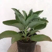 گل و گیاه طبیعی