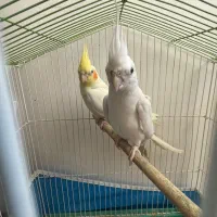 عروس هلندی
