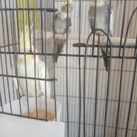 3تا عروس نر