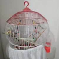 عروس هلندی