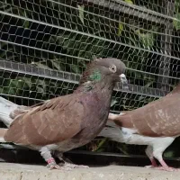 کفتر یجفت سرخ دم سرور|پرنده|محمدشهر, شهرک پیام (مهرالبرز)|دیوار