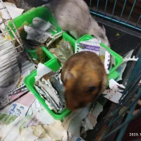 همستر|موش و خرگوش|کرمان, |دیوار