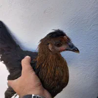 جوجه مرغ