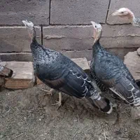 فروش بوقلمون ماده شهرستان‌گنبکی