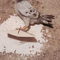 ۵تا کبوتر ۱ تومن