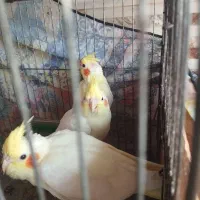 طوطی عروس سه ماه دست آموز|پرنده|رشت, جماران|دیوار