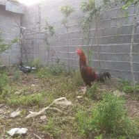 تخم مرغ لاری اصیل|حیوانات مزرعه|رشت, منظریه|دیوار