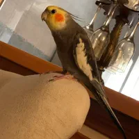 عروس هلندی نر ، باهوش ، رام