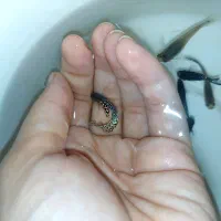 گوپی پوست ماری