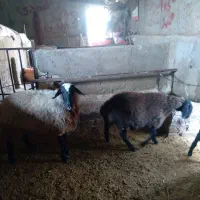 گوسفنده و بره ماده