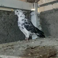 کبوتر یا کفتر نر سوسکی قاره پرشی