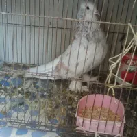 نرسروردمسفیدکاکل پاپر