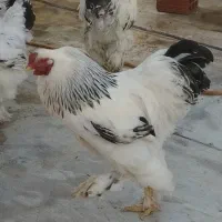 مرغ و خروس برهما لایت اصل