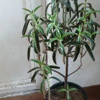 چند گل طبیعی