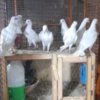 کفتر دبواله و پتی|پرنده|میناب, |دیوار