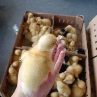 جوجه اردک محلی یک روزه بدون تلفات زیر قیمت بازار