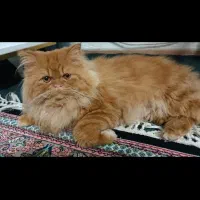 پرشین گارفلید|گربه|نگین شهر, |دیوار