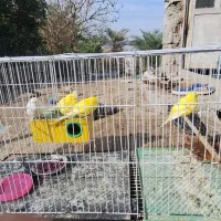 مرغ عشق|پرنده|خرمشهر, |دیوار