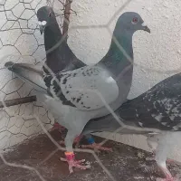کبوتر ماده مسافتی