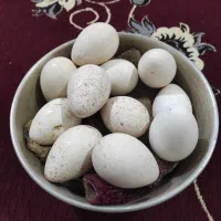 سلام تخم بوقلمون نطفه دار ضمانتی