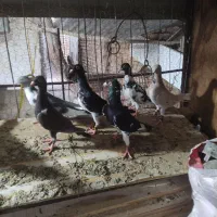 جند عدد جوانه