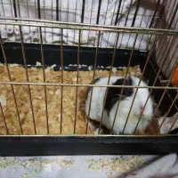 خوکچه هندی ماده با قفس