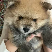 واگذاری پامرانین خرسی