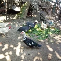 اوردک مرغ شاخدار با یه مرغ لاری تخم کن