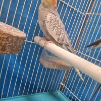 عروس هلندی