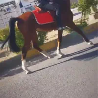 نریون|اسب و تجهیزات اسبسواری|بم, |دیوار