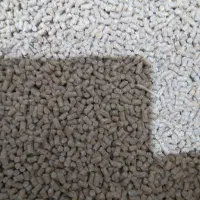 دان تخم‌گذاری گندم دیم بلدرچین