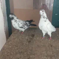 یک جفت کاشونی