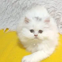 گربه پرشین (سوپرفلت/عروسکی) همه رنگها|گربه|رشت, گلسار|دیوار